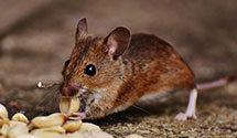 24 Hour & Emergency Exterminators in Westminster, MD